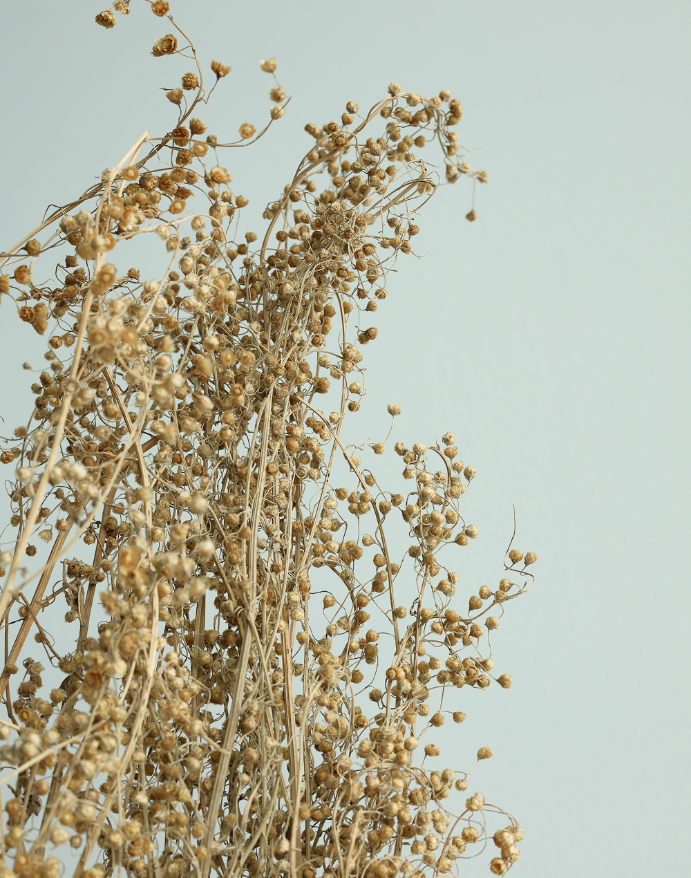 Flax