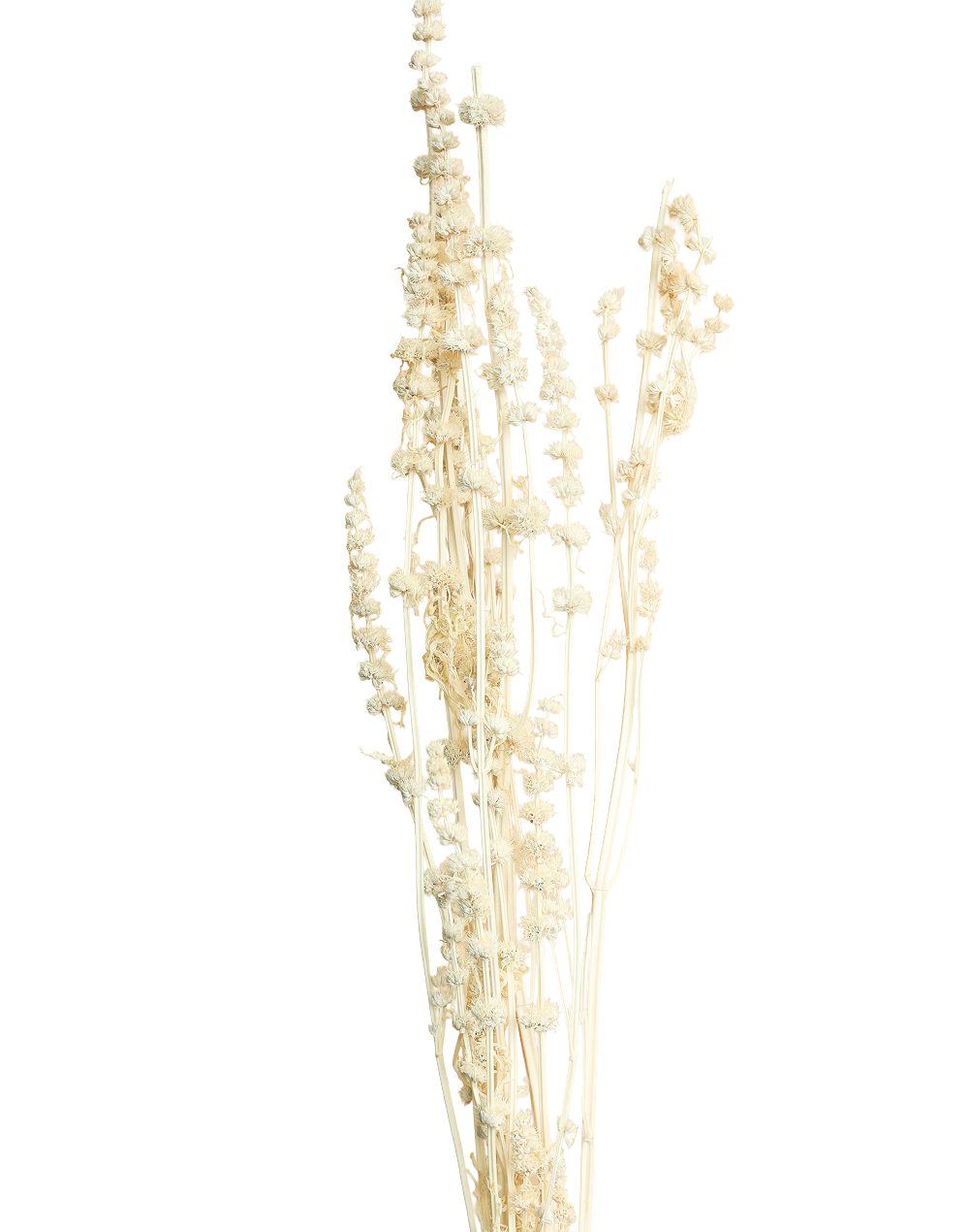 Dried Lion's Tail White