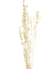Dried Lion's Tail White