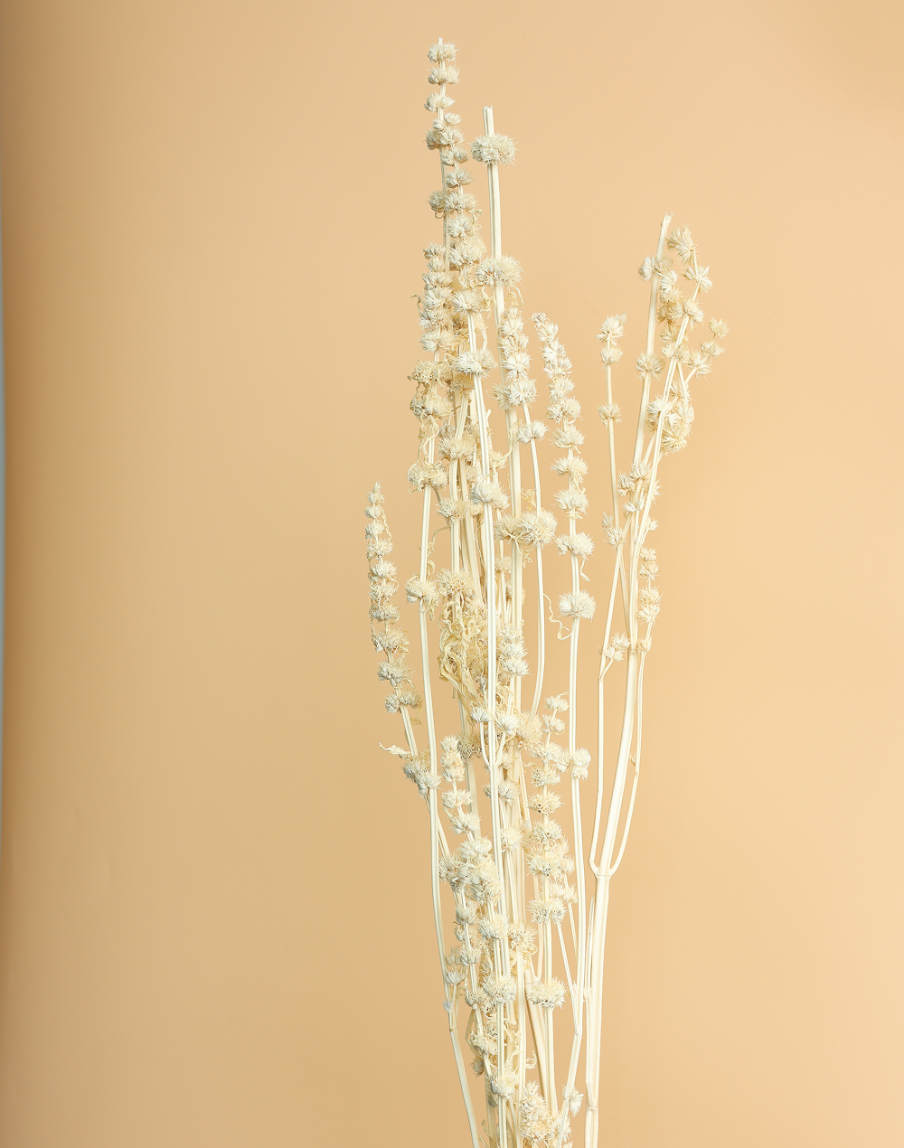 Dried Lion's Tail White