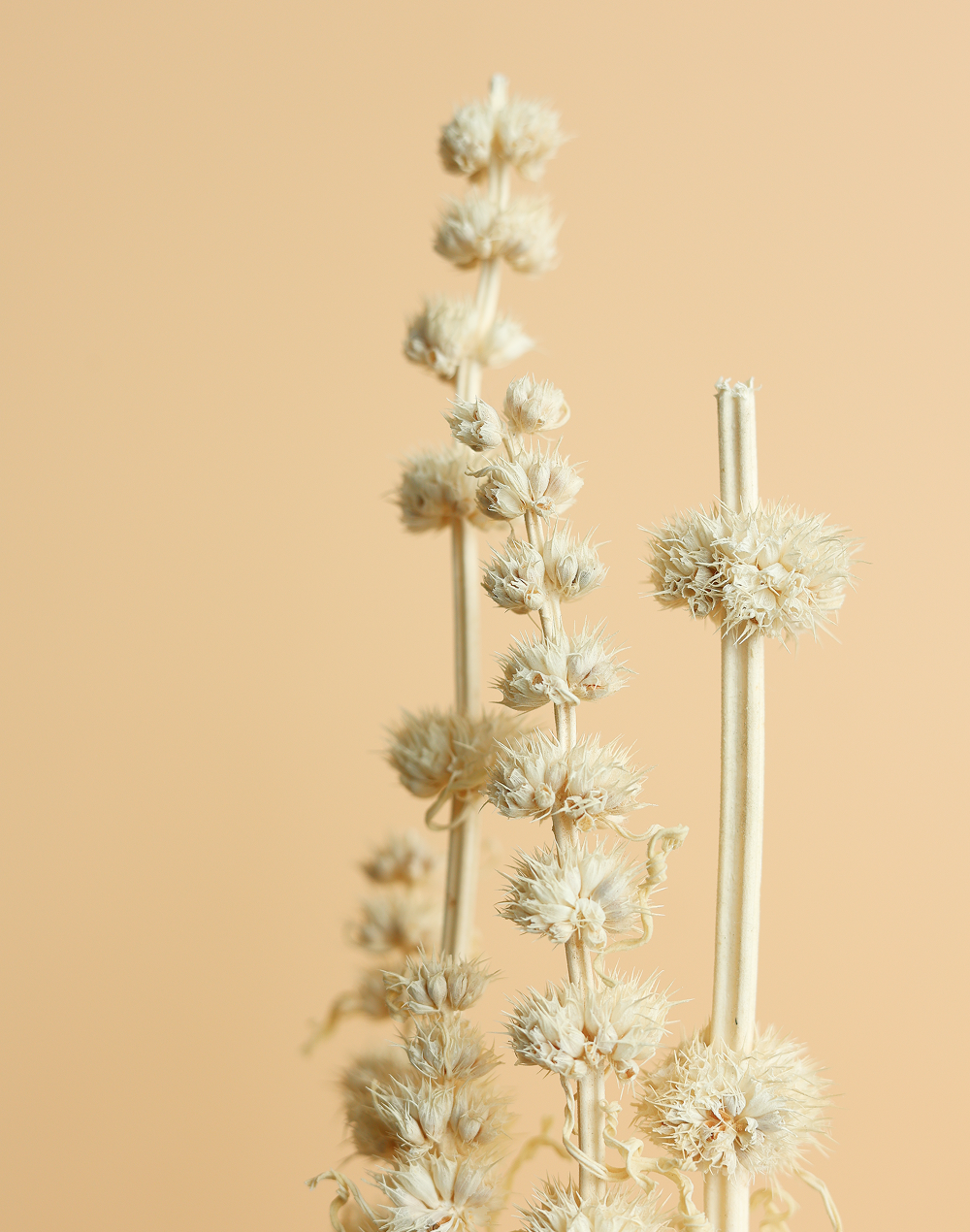 Dried Lion's Tail White