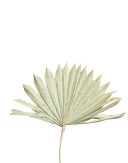 Dried Sun Palm Leaf Ivory