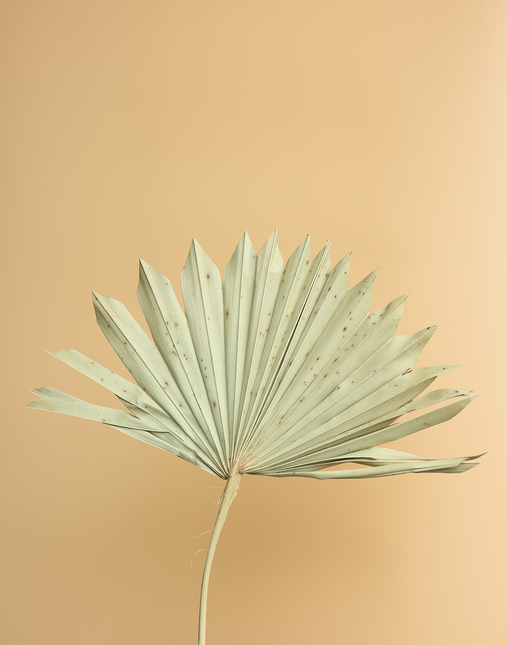 Dried Sun Palm Leaf Ivory