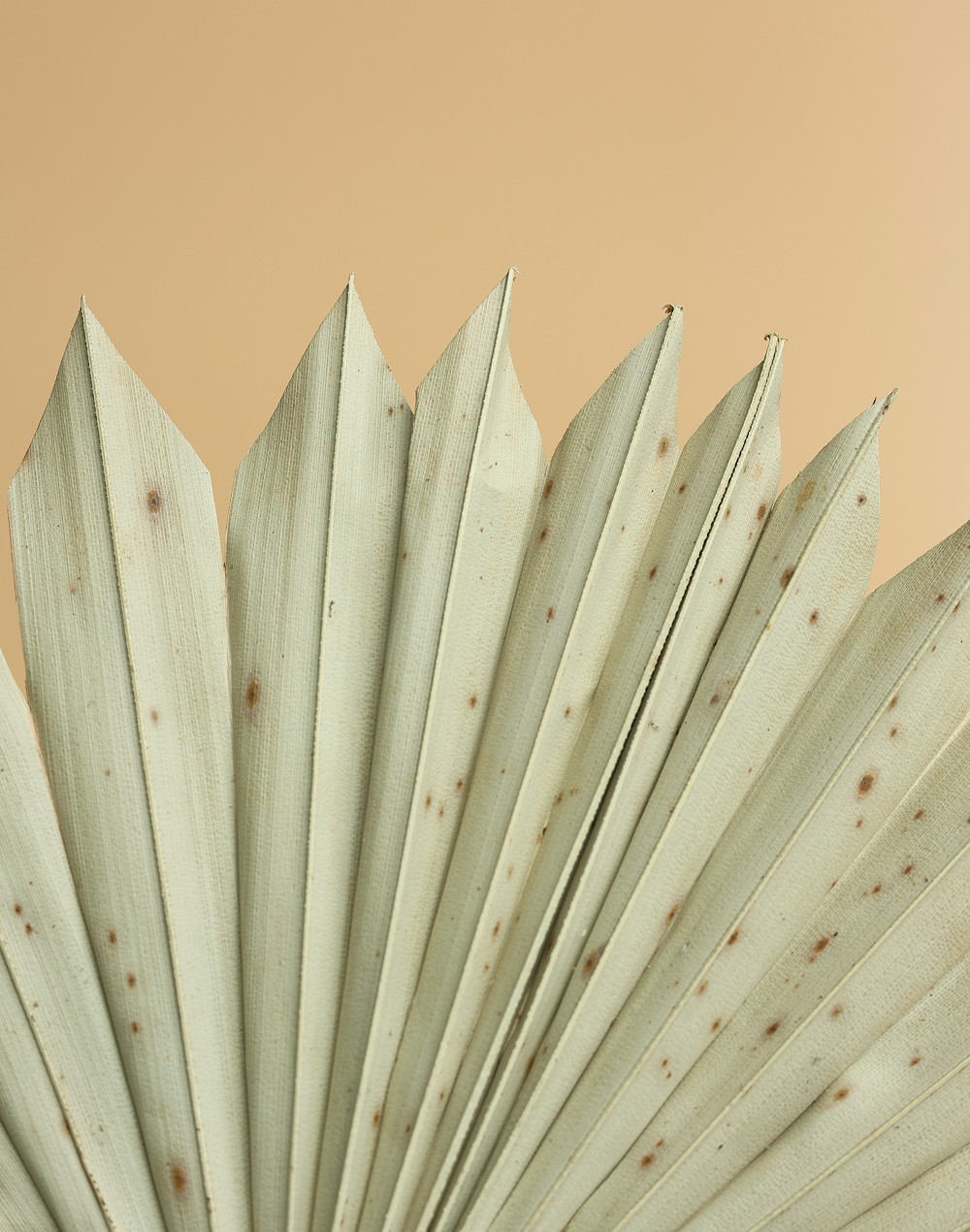 Dried Sun Palm Leaf Ivory