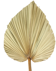 Dried Fan Palm Leaf | Available in 4 Sizes