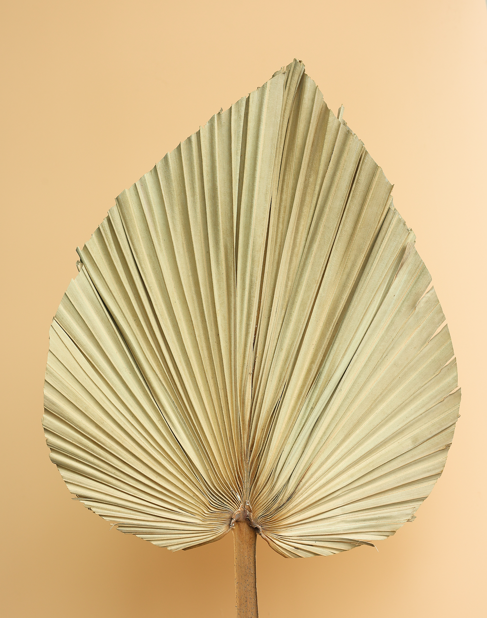 Dried Fan Palm Leaf | Available in 4 Sizes