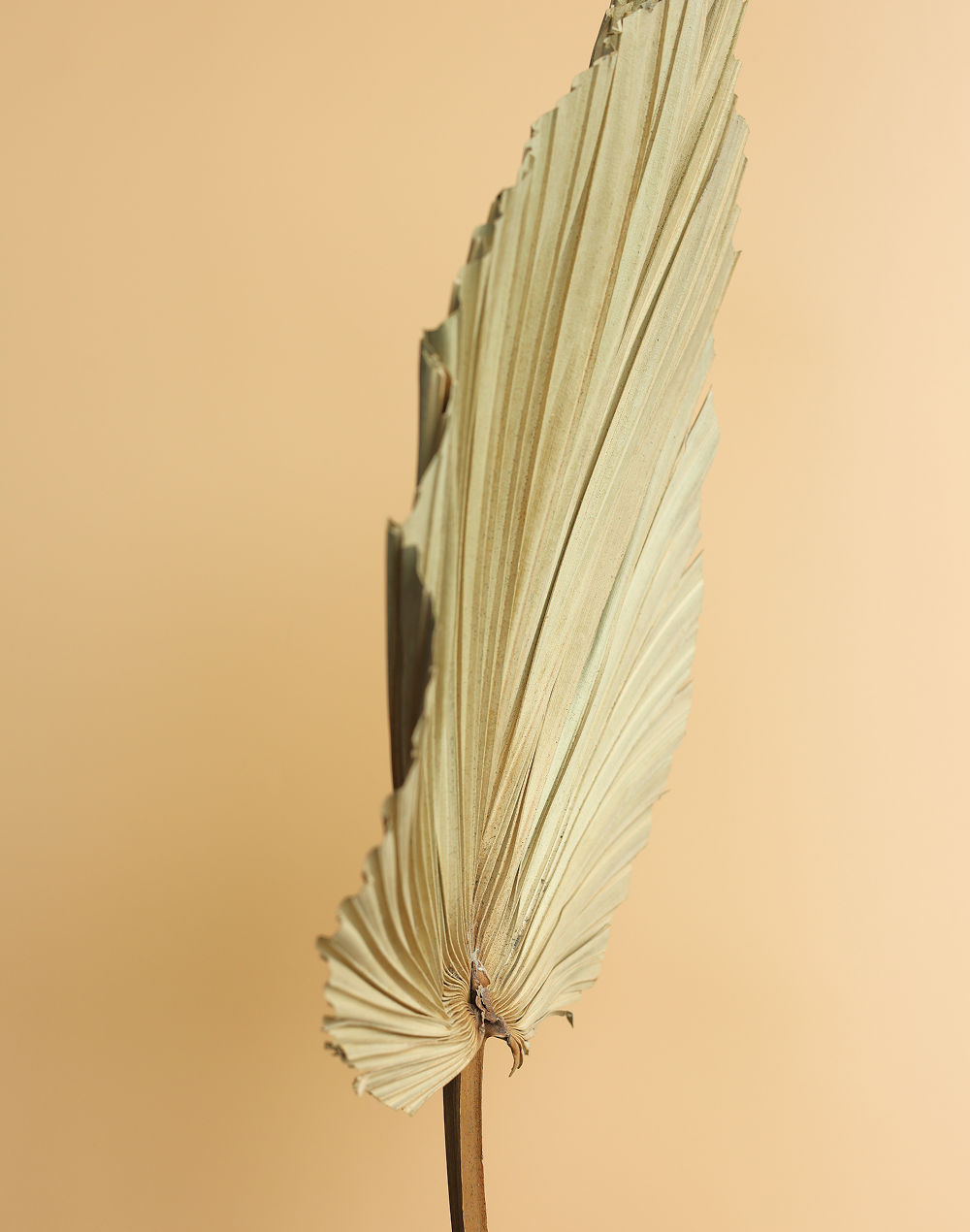 Dried Fan Palm Leaf | Available in 4 Sizes