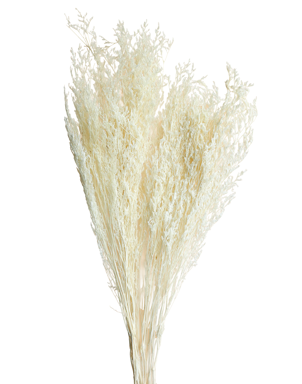 Preserved Natural Stoebe Beige