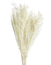 Preserved Natural Stoebe Beige