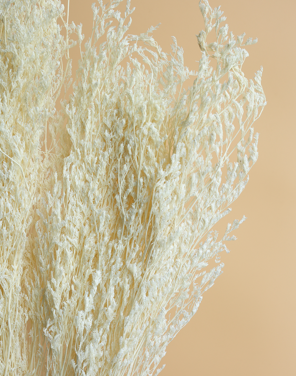 Preserved Natural Stoebe Beige