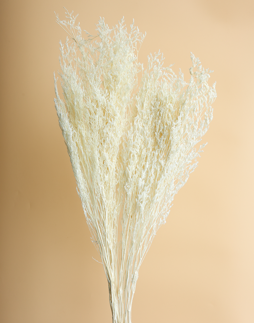 Preserved Natural Stoebe Beige