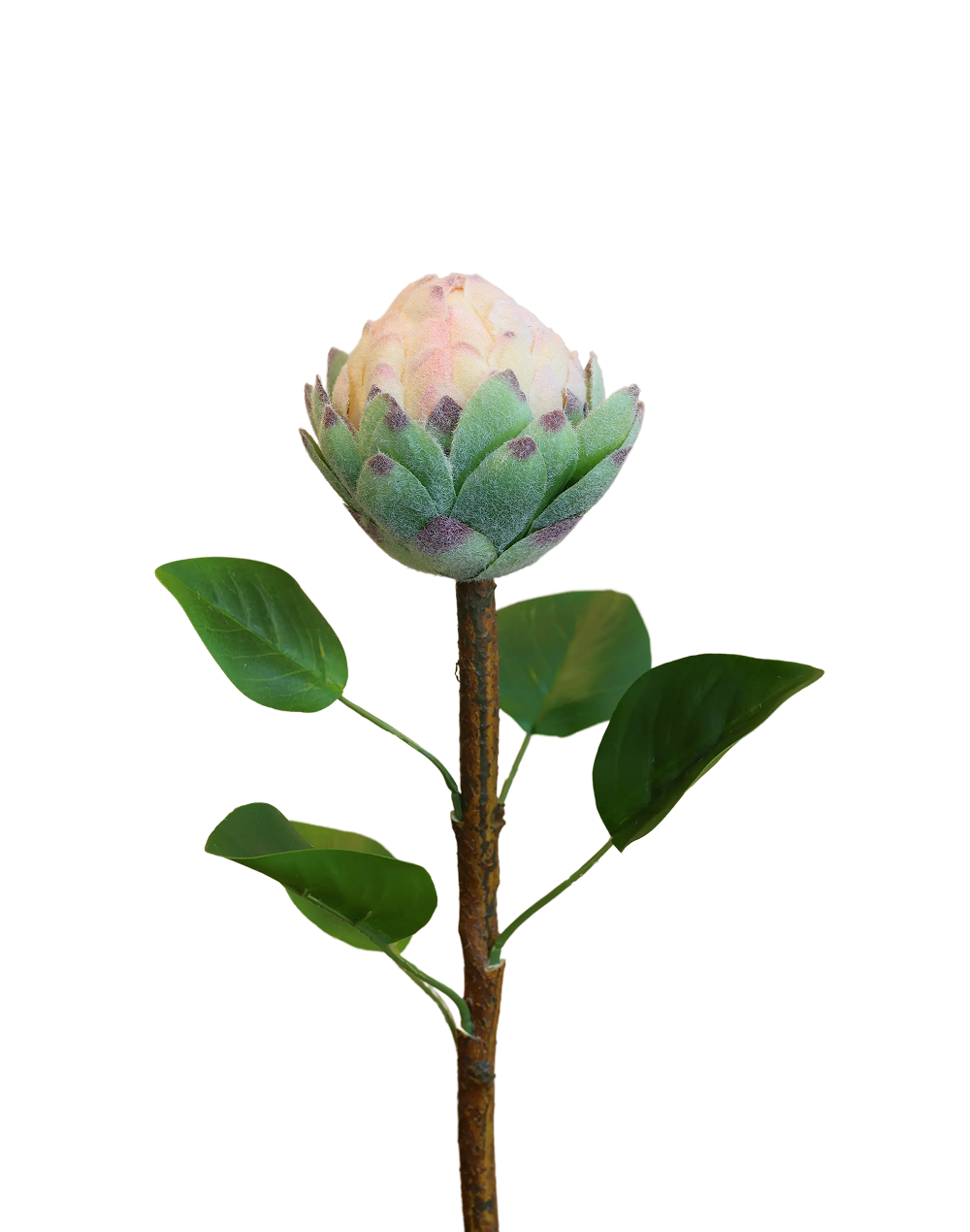 Protea Stem | Available in 4 Colors