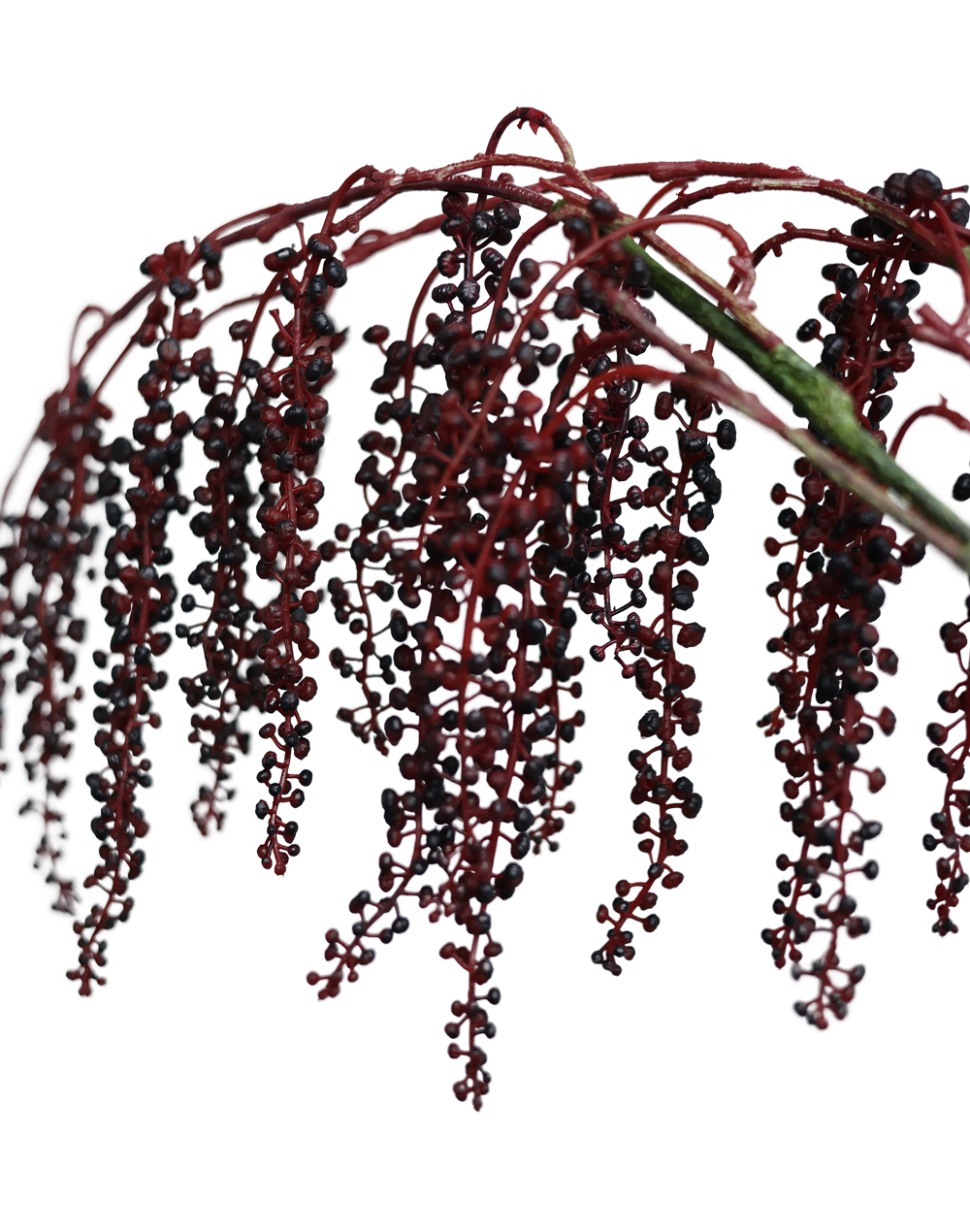 Berry Spray-42" Red