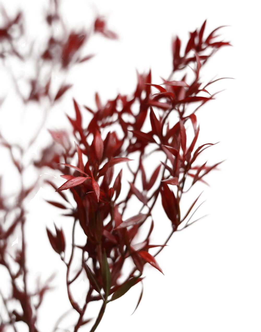 Red Japenese Maple Leaf- 37"