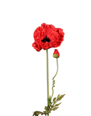 Red Poppy-33"