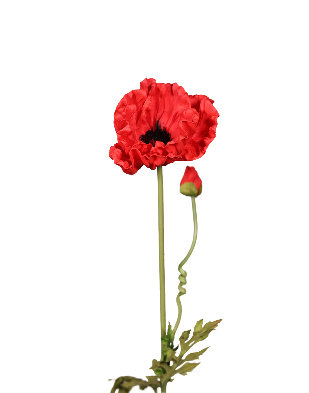 Red Poppy-33"