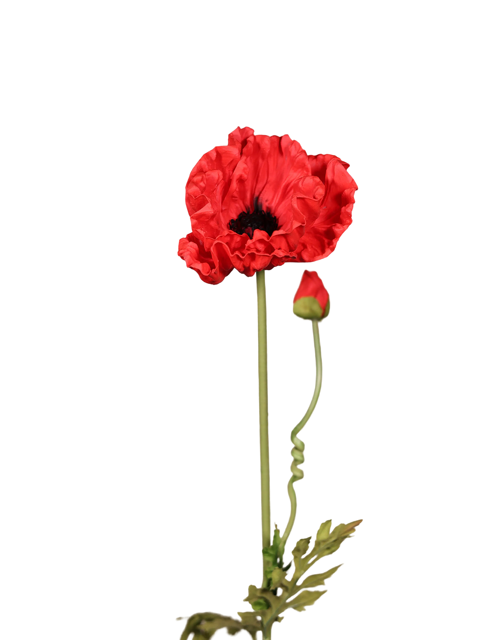 Red Poppy-33"