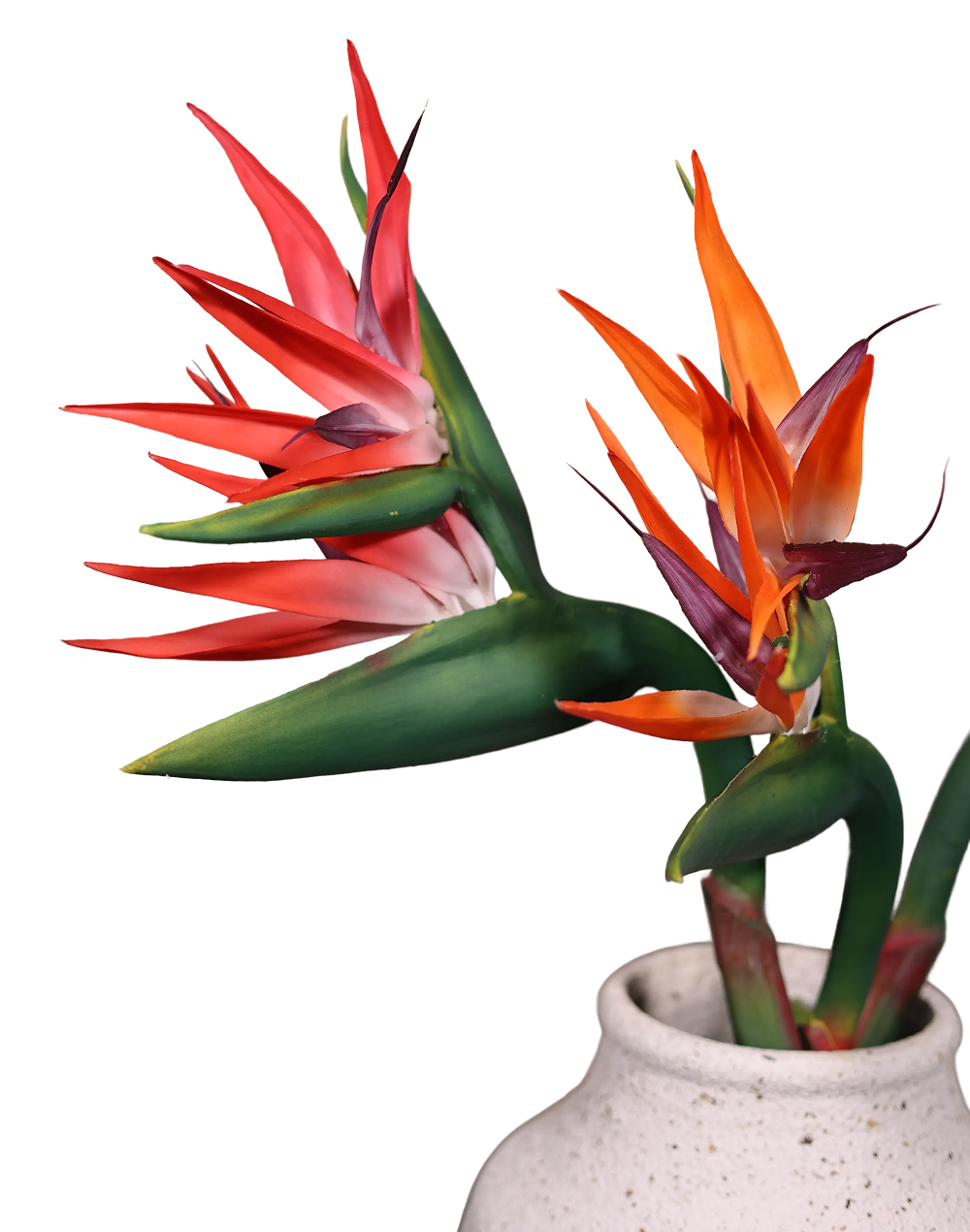 Bird of Paradise (Red) Stielitzia- 48" Red