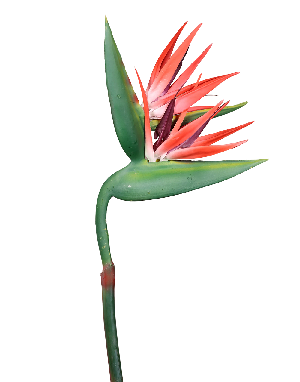 Bird of Paradise (Red) Stielitzia- 48" Red