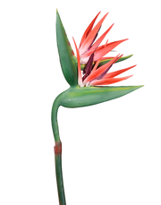 Bird of Paradise (Red) Stielitzia- 48" Red