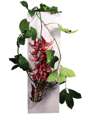 Red Jude Vine  96"