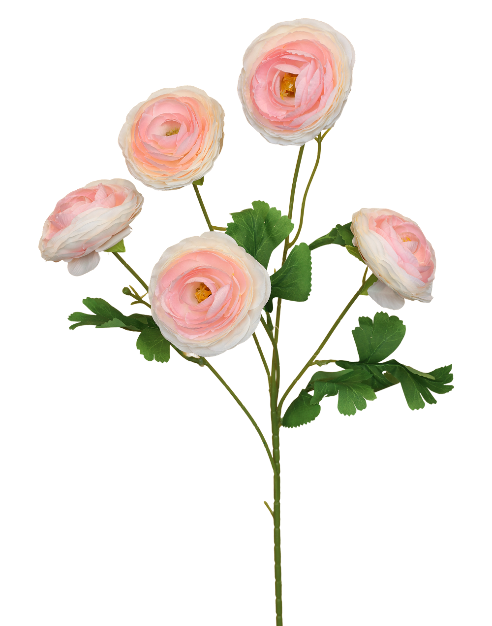 Garden Ranculus | Available in 3 Colors