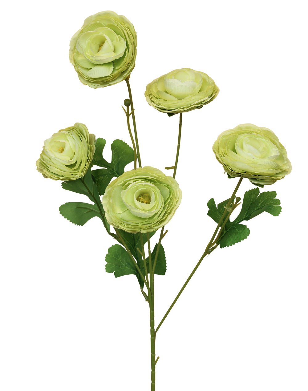 Garden Ranculus | Available in 3 Colors