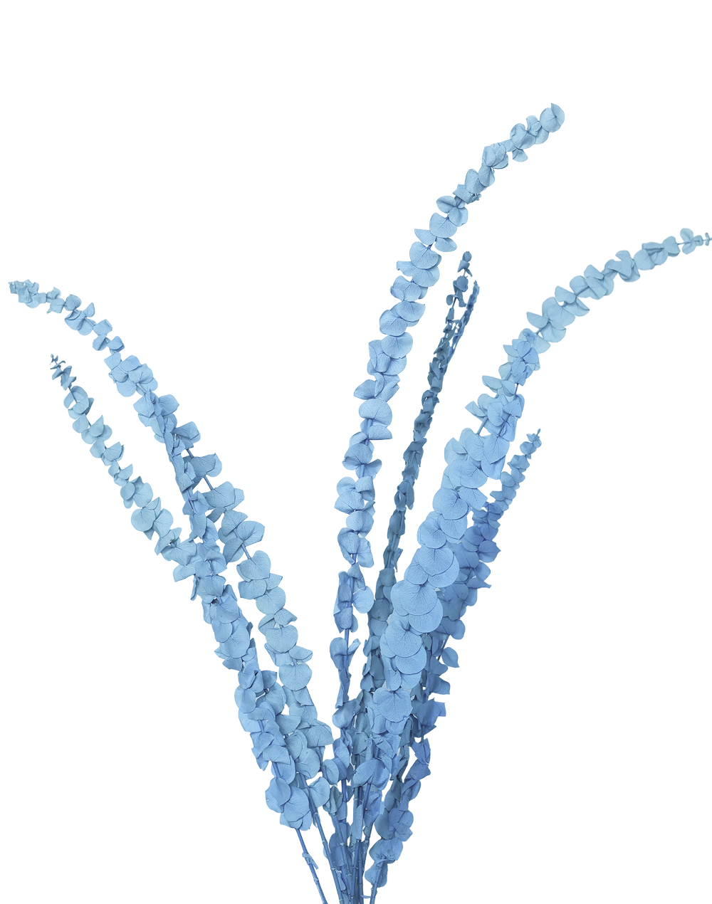 Dried Petite Eucalyptus | Available in 6 Colors