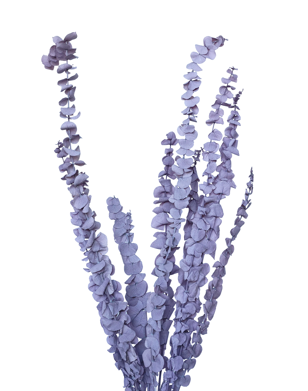 Dried Petite Eucalyptus | Available in 6 Colors