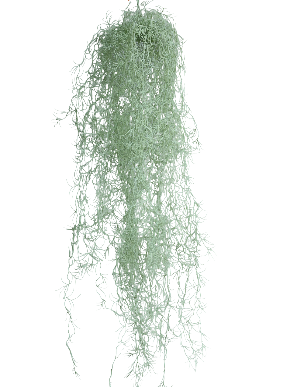 Spanish Hanging Moss | Available in 2 Colors