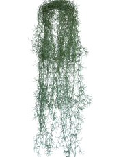 Spanish Hanging Moss | Available in 2 Colors