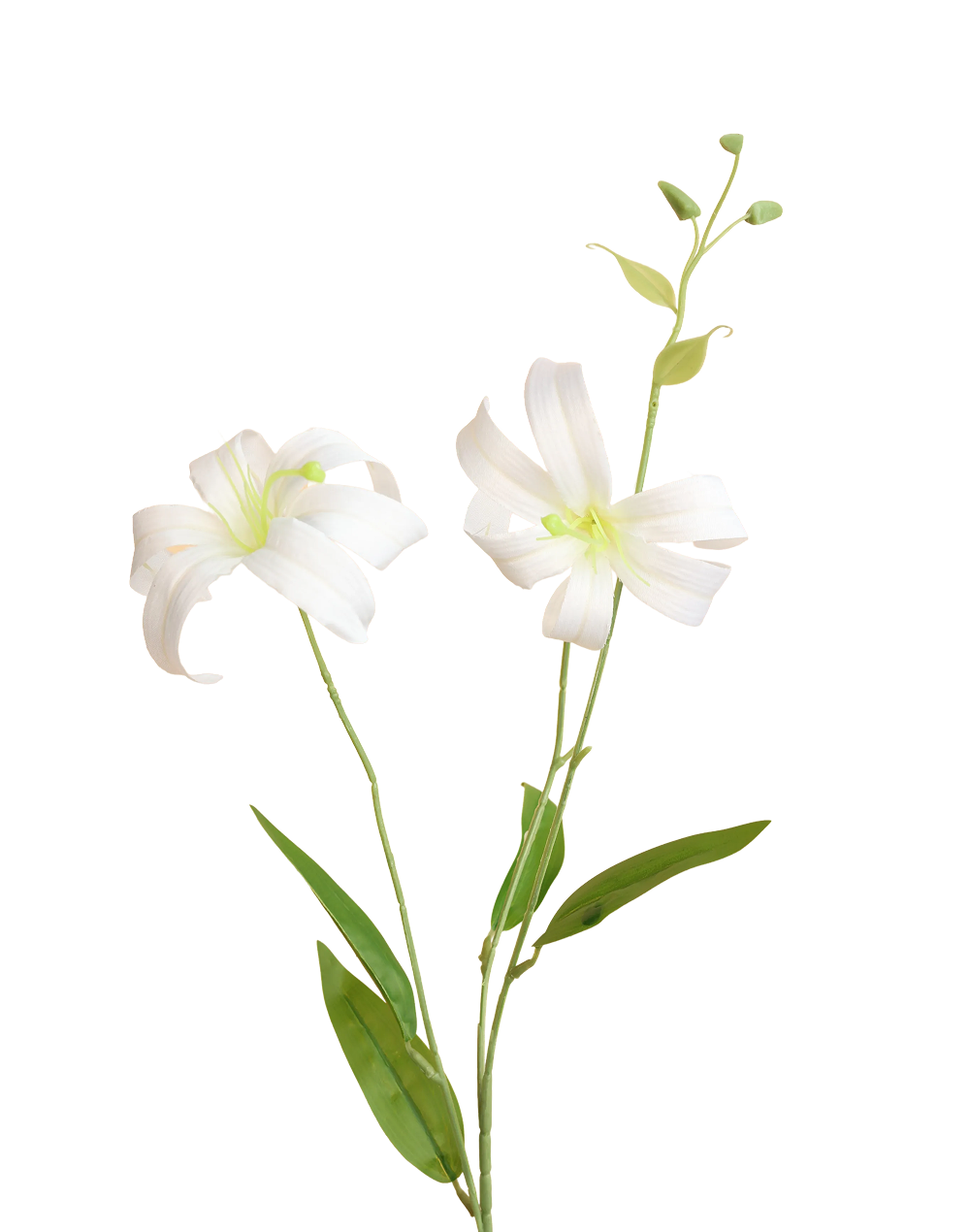 Japanese Spider Lily | Available in 3 Colors