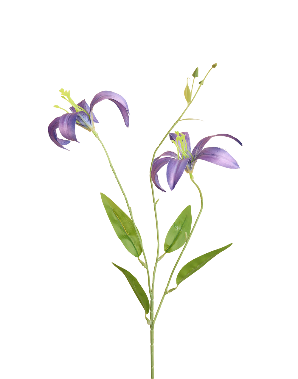 Japanese Spider Lily | Available in 3 Colors