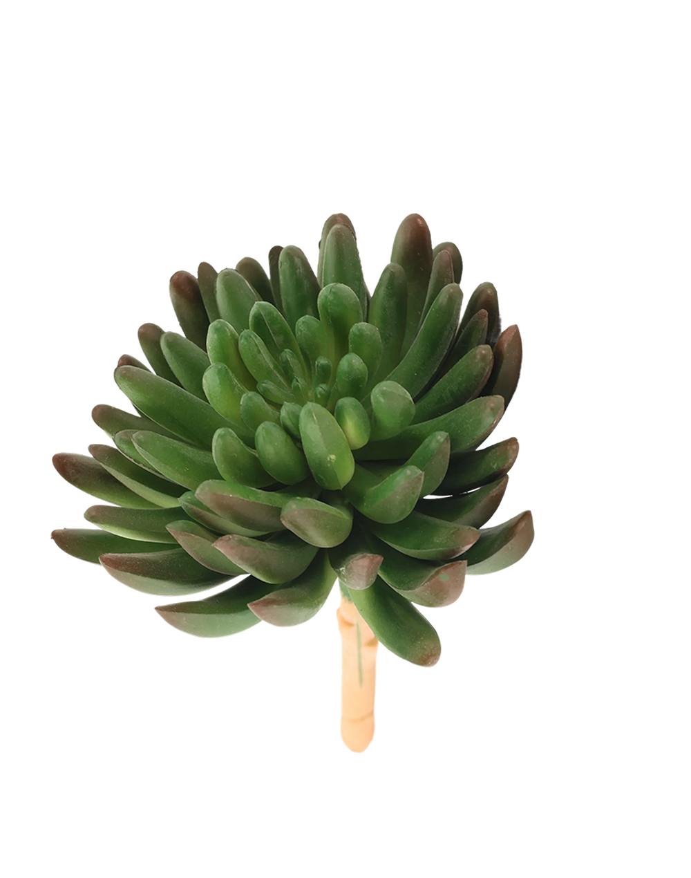 Green/Burnet Tip Sedum Succulent Green