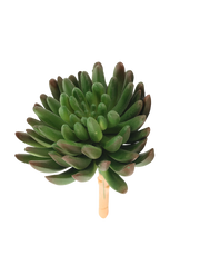 Green/Burnet Tip Sedum Succulent Green
