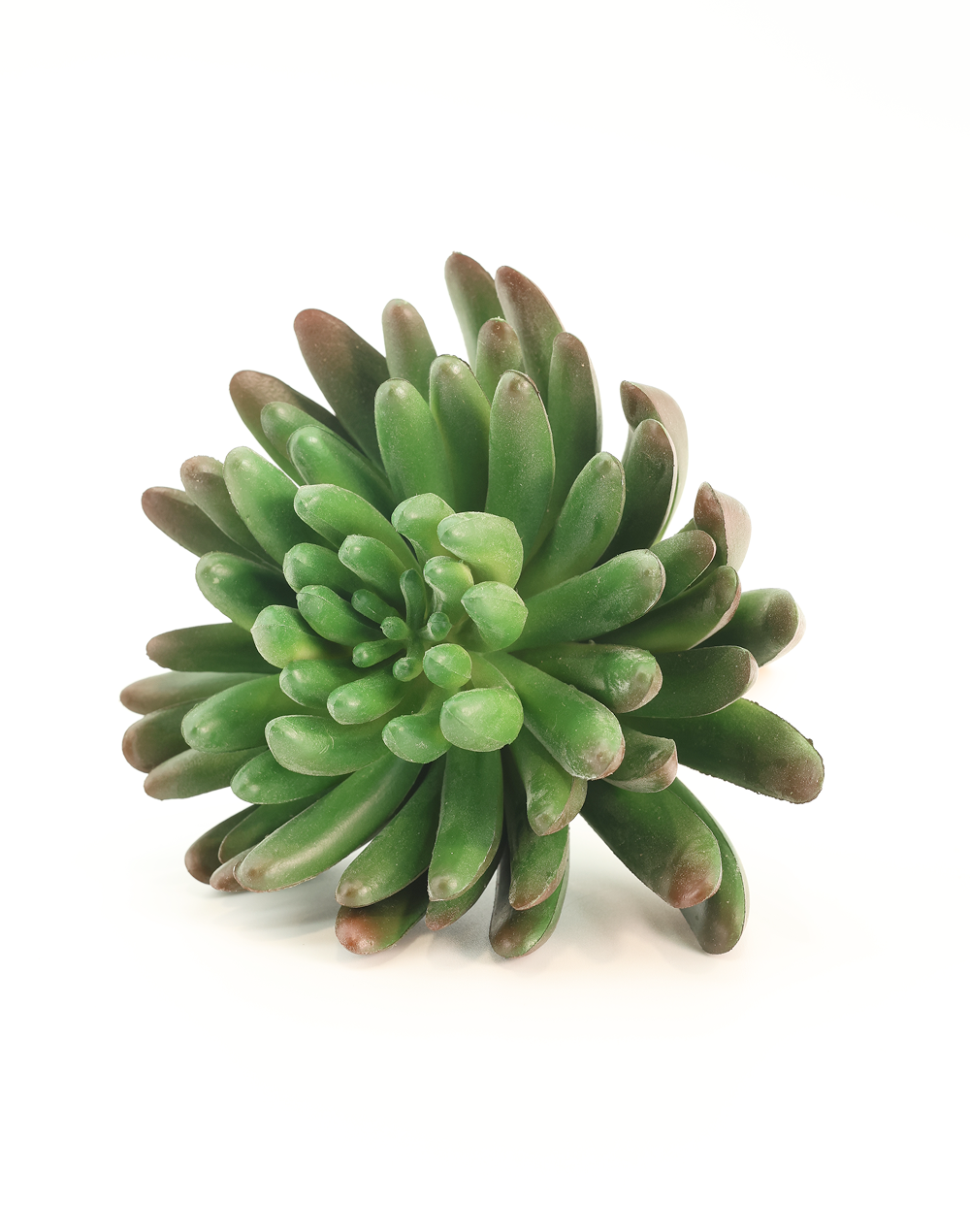 Green/Burnet Tip Sedum Succulent Green