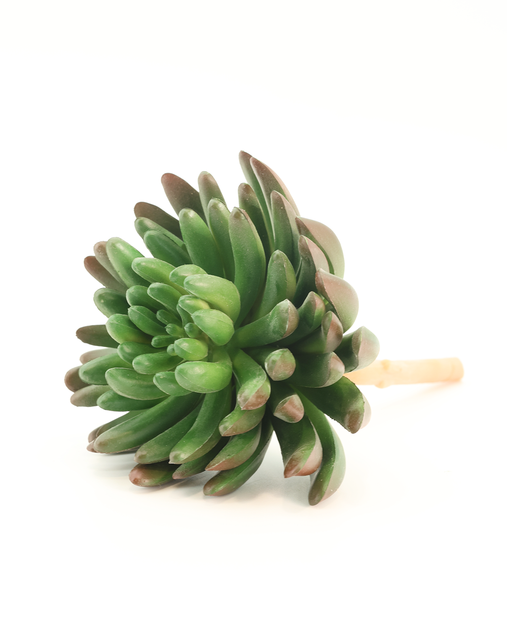 Green/Burnet Tip Sedum Succulent Green