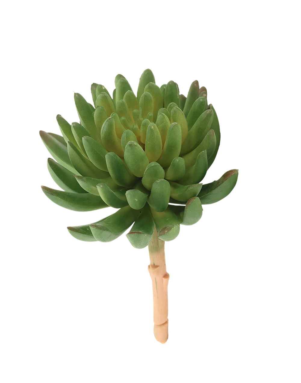 Sedum Succulent | Available in 2 Colors