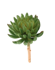 Sedum Succulent | Available in 2 Colors
