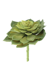 Rosette Succulent Green