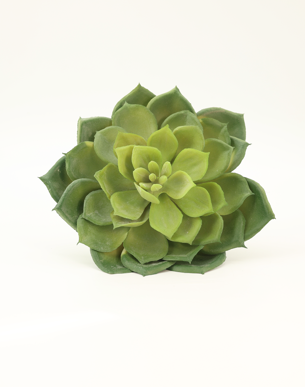 Rosette Succulent Green