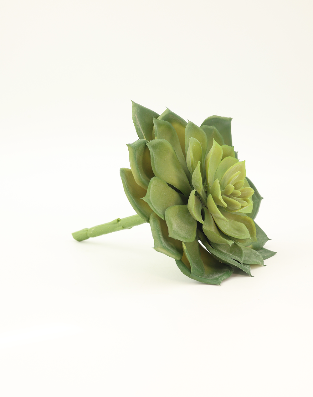Rosette Succulent Green