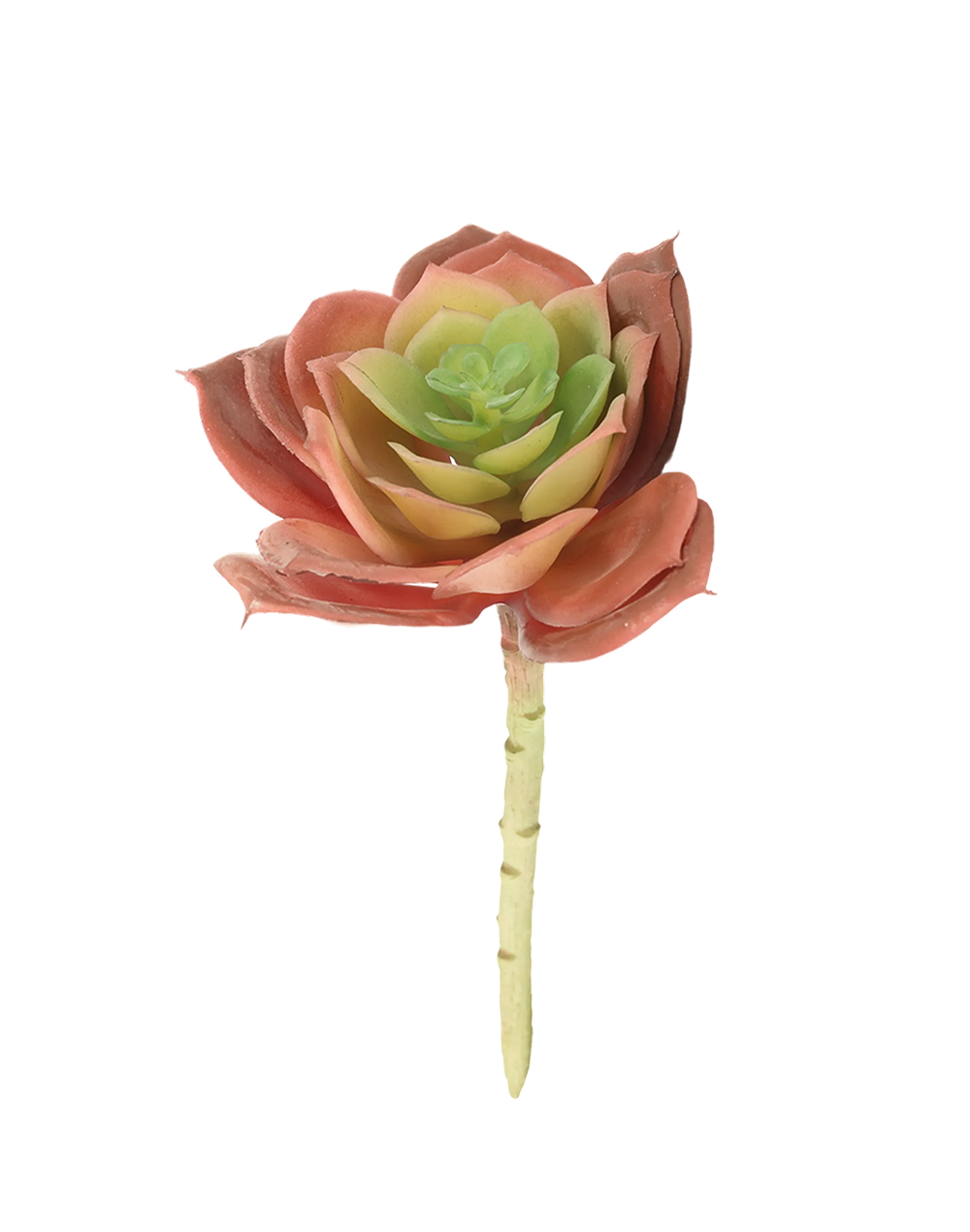 Great Snow Lotus Succulent | Available in 3 Colors