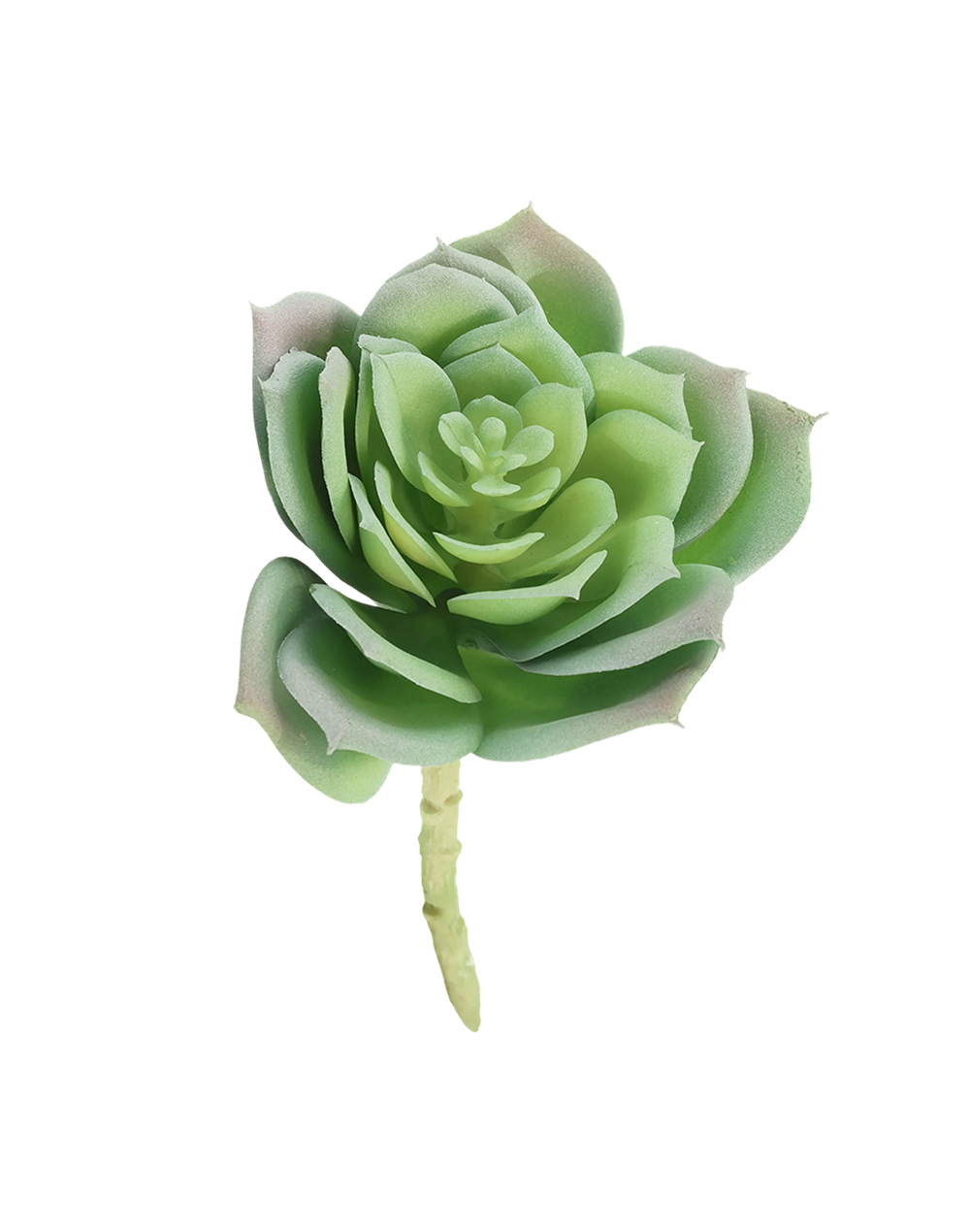Great Snow Lotus Succulent | Available in 3 Colors