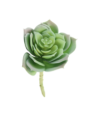 Great Snow Lotus Succulent | Available in 3 Colors