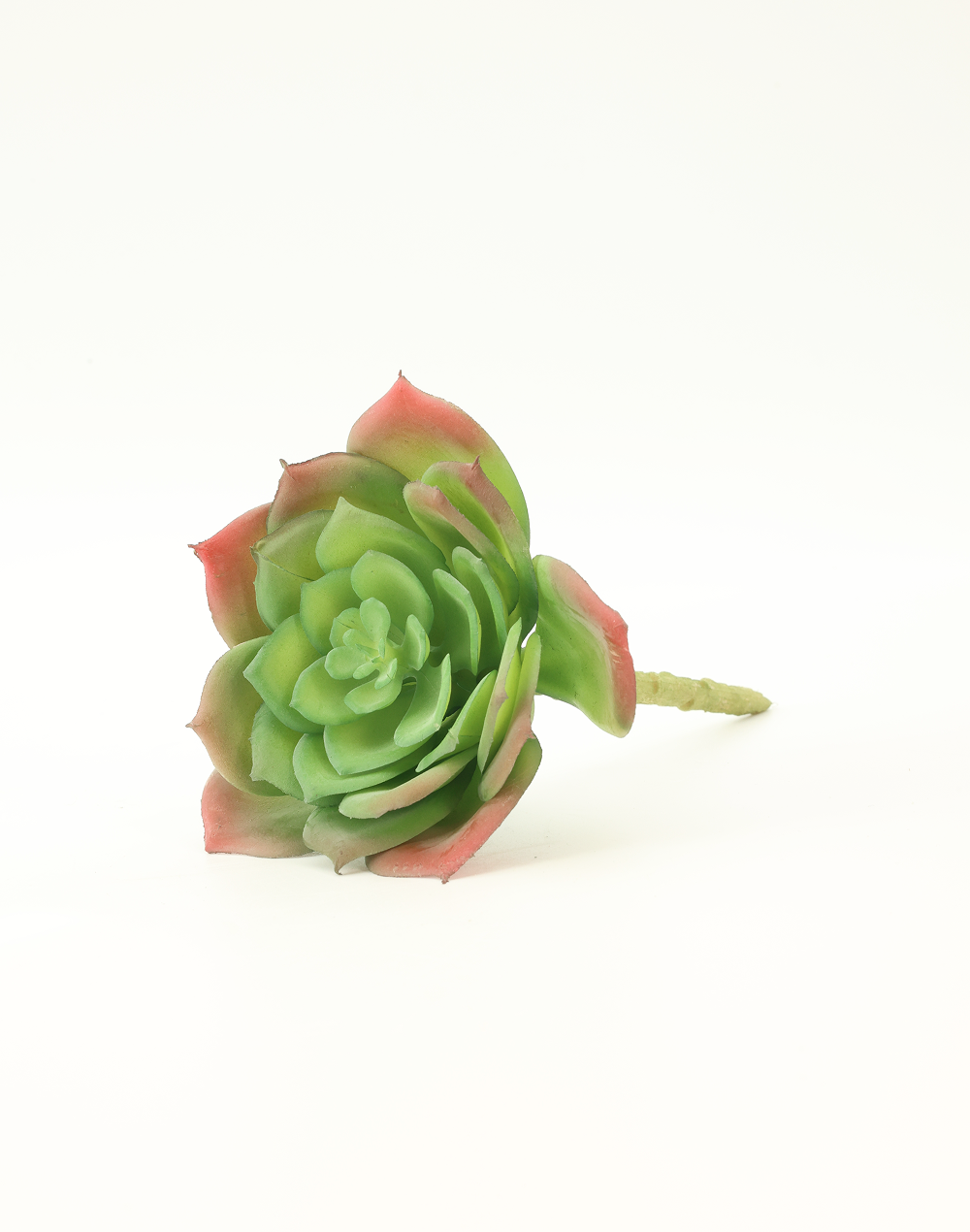 Great Snow Lotus Succulent-Medium Green