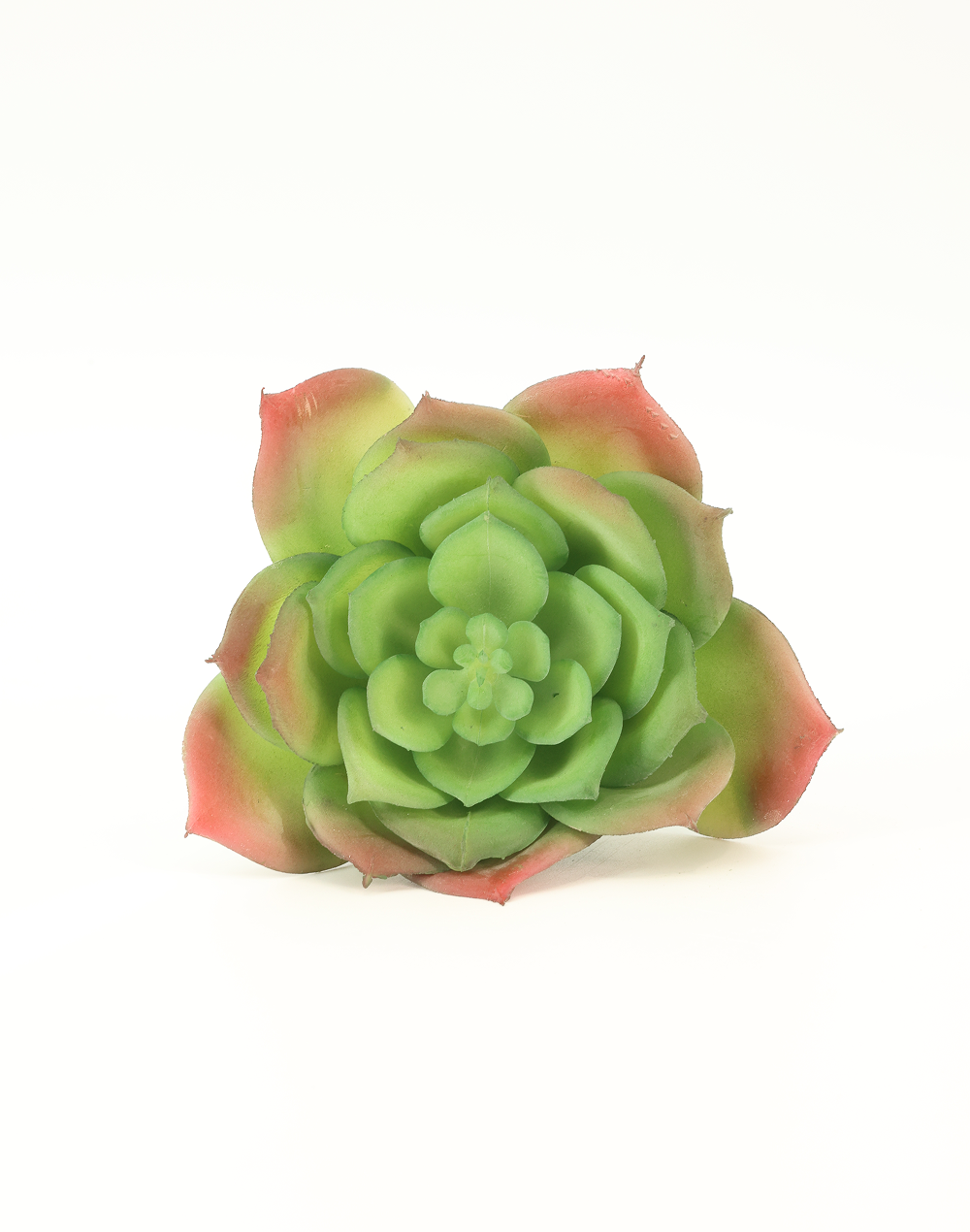 Great Snow Lotus Succulent-Medium Green