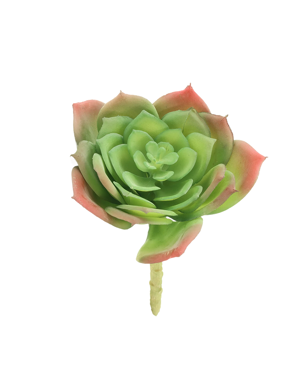 Great Snow Lotus Succulent-Medium Green
