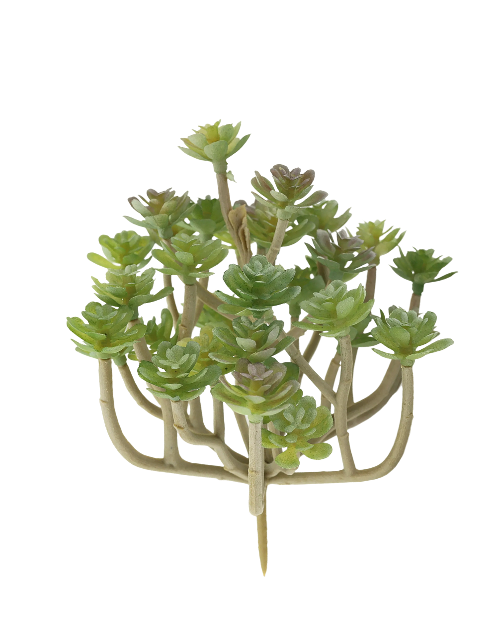 Cactus Succulent Green