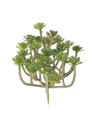 Cactus Succulent Green